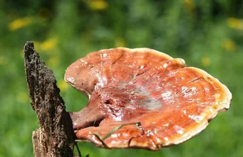 灵芝对癌症患者有哪些好处 到底有没有效果 看看营养师的说法 腾讯新闻