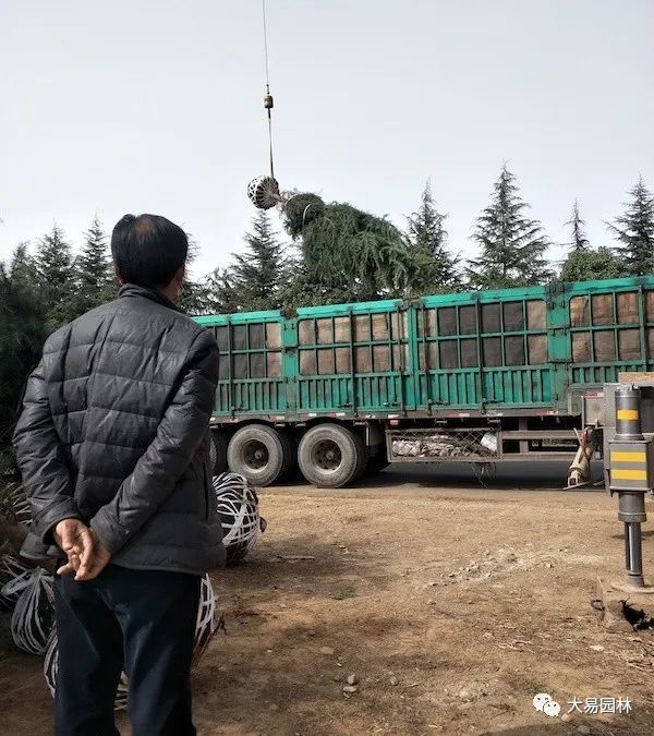 年的 春天里 苗木人究竟该做什么 腾讯新闻