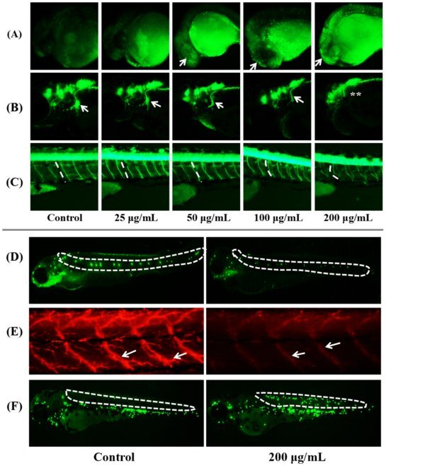 评价仲丁威诱发的外周神经损伤;用整体免疫组化染色方法观察轴索损伤