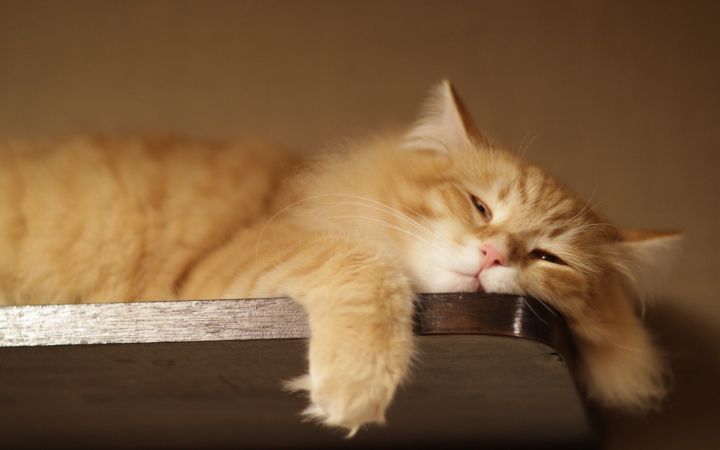 猫是液体还是固体 猫屎咖啡是谁的大便 5个关于猫的奇妙诺贝尔奖 腾讯新闻