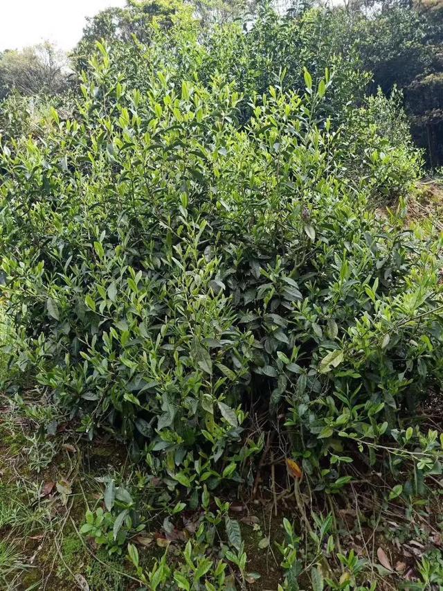 福鼎菜茶逐渐适应性的形成各种优异的抗性,但是经过