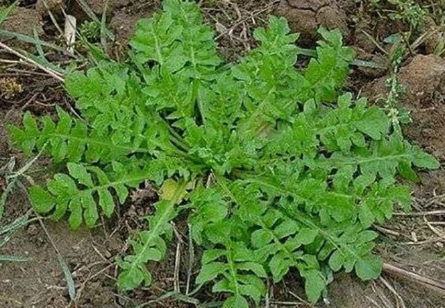 这种野菜虽然长相一般,但却是有名的"大众食材"|荠菜|野菜|饺子