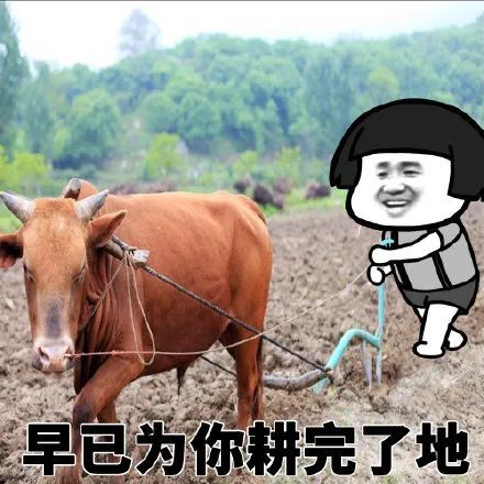 搞笑看看,我为你做的这些表情包,我早已为你干完了所有农活