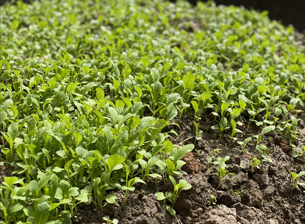 baby开荒种鸡毛菜引发网友热议网友太接地气了好想吃