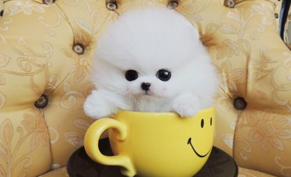 茶杯犬的特点图片
