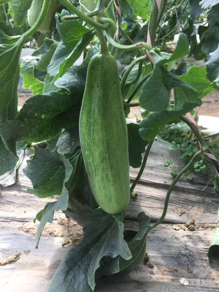 风靡市场的网红瓜产地竟然在灵璧!