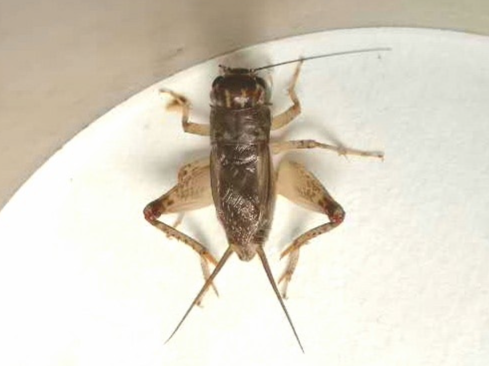 蟋蟀鉴赏养眼黄大头