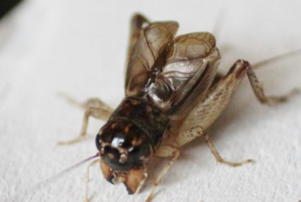 蟋蟀鉴赏养眼黄大头