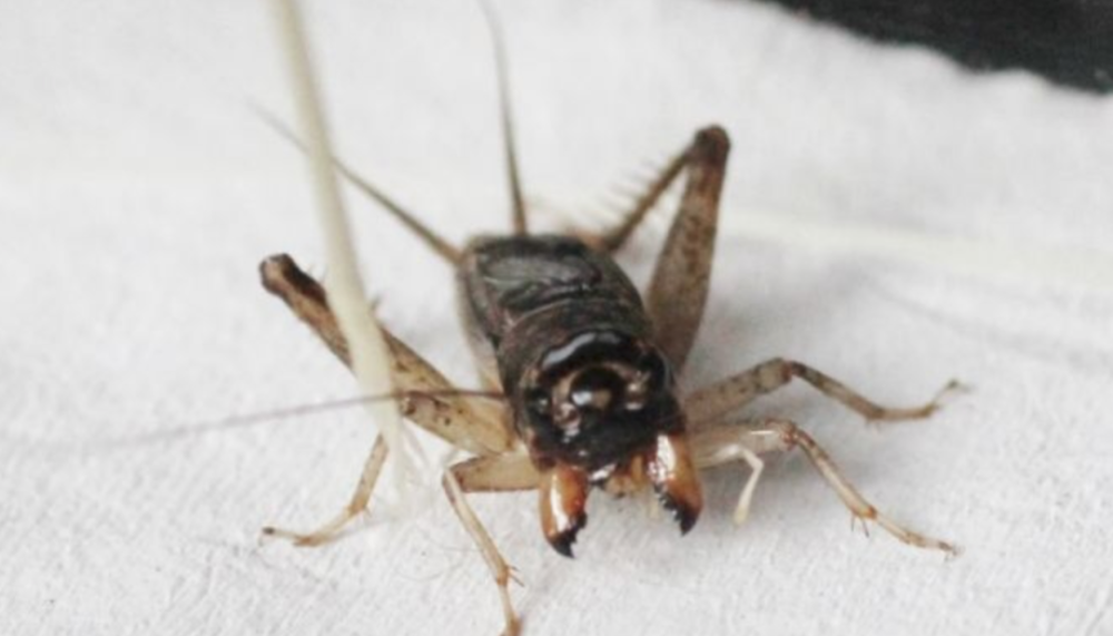 蟋蟀鉴赏养眼黄大头