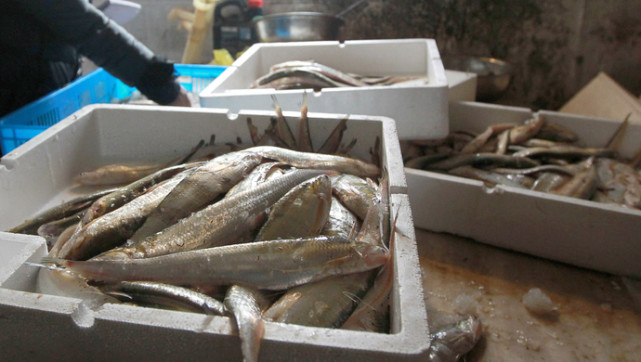 长江10年禁捕崇明刀鱼最高每斤6000元扬中养殖刀鱼每斤2000元