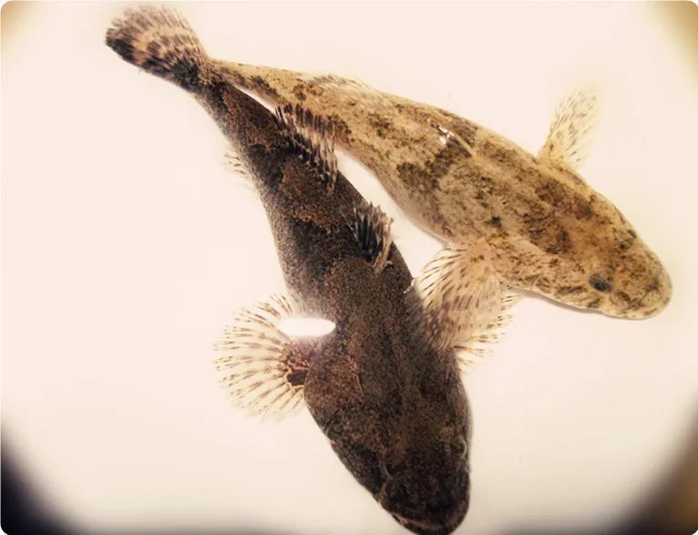 虎头鲨这个名字也不知是谁取的你见过装死的鲨鱼吗