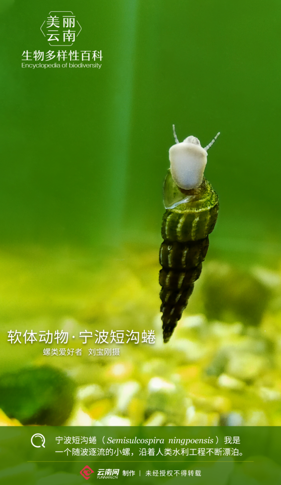 软体动物宁波短沟蜷随波逐流的小螺