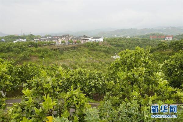 新华社记者 刘潺 摄这是梁平区的数谷农场"番茄工场"车间(4月9日摄).