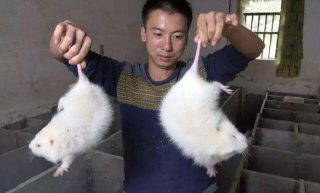 华农兄弟年后受重挫本人接受新闻采访直言竹鼠都在但不能卖