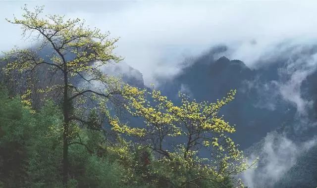 诸暨勾乘山下有个村美成一幅画最近种下240亩果园你去过吗