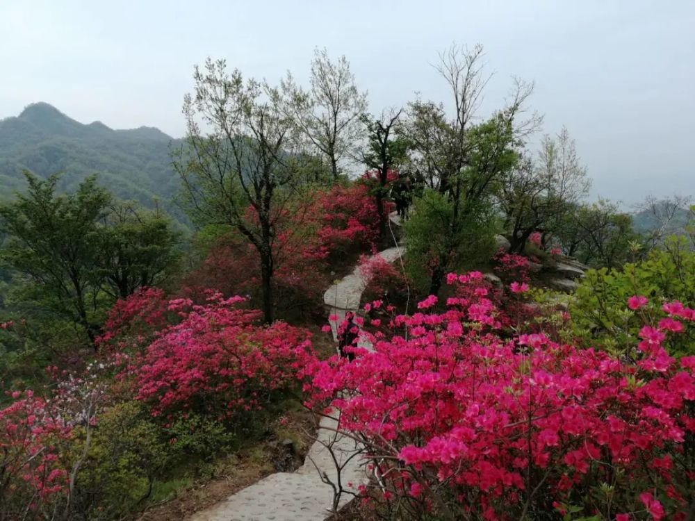 来吧鲁山县四棵树乡平沟村杜鹃花盛开了