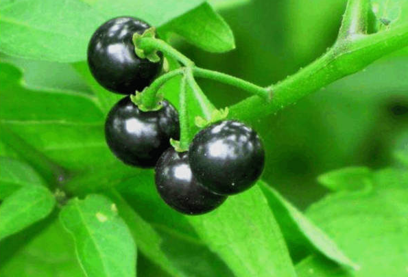 人称黑天天,农村娃把它当水果吃,如今1斤38元,叶子也能做菜