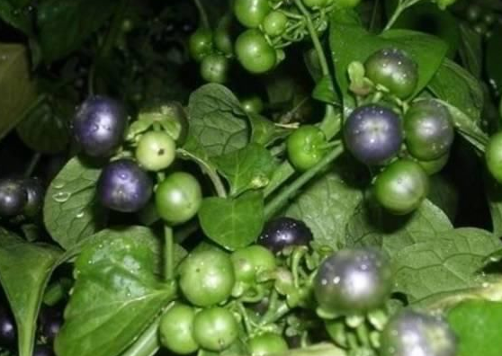 人称黑天天,农村娃把它当水果吃,如今1斤38元,叶子也能做菜