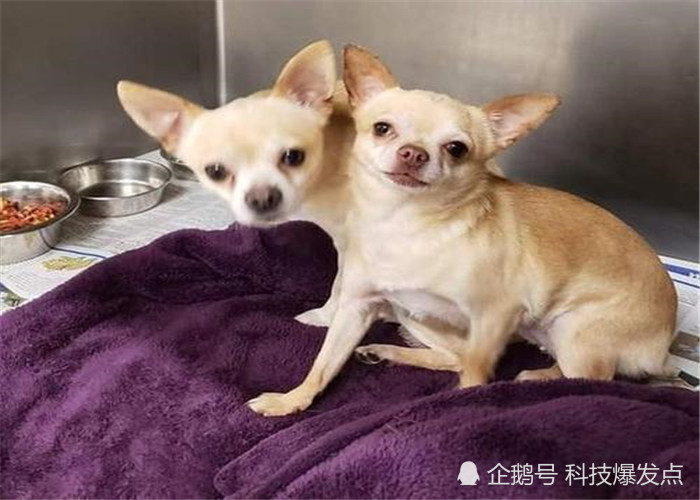 苏联科学家曾进行一项实验诞生全球首只双头狗像极了地狱犬