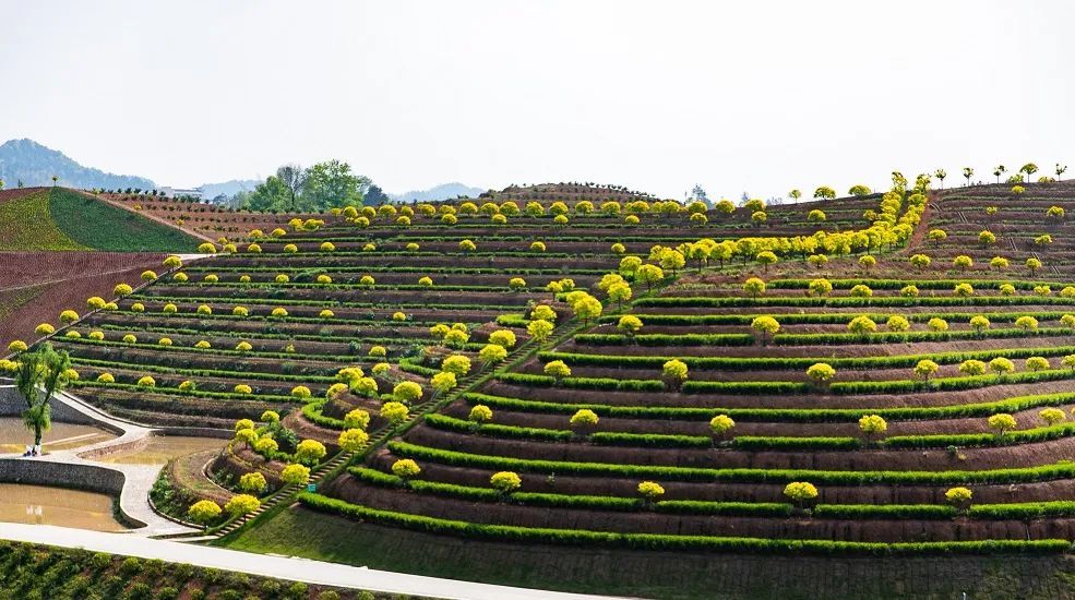 景区撞社区省委书记说茶乡花海我想去看看