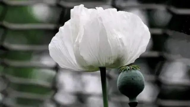 二,在北方,5月-6月正是罂粟结果时,果实明显,圆形或椭圆形,不常见,很