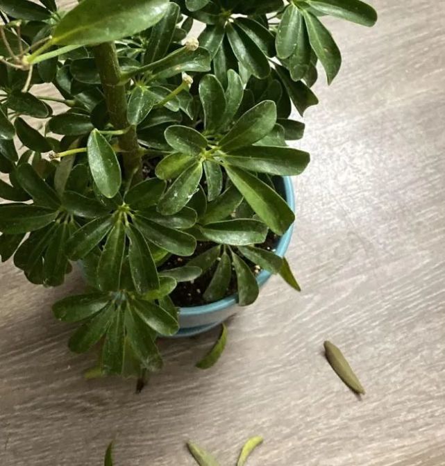 盆栽鸭脚木叶片变黄 叶子不断掉落 这情况咋解决