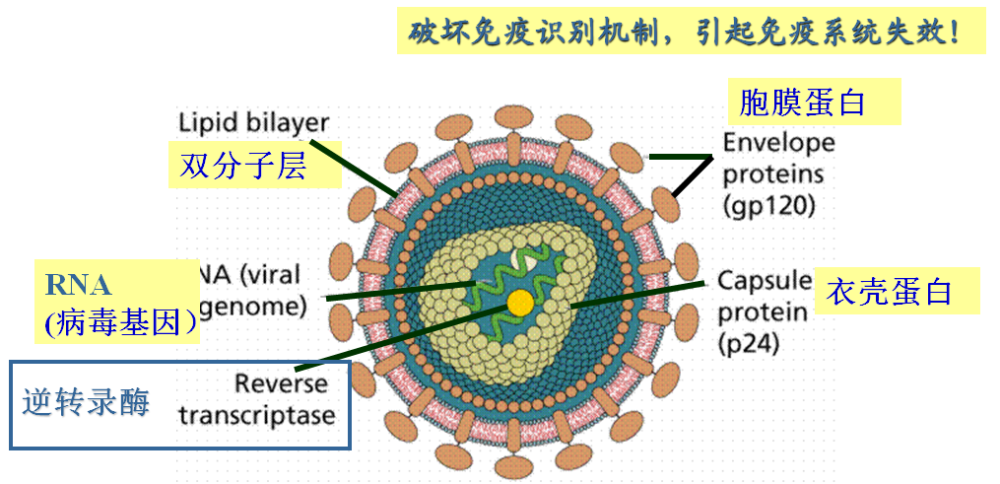 关注 什么是核酸检测 检测原理又是什么 普通市民要不要做检测 腾讯新闻