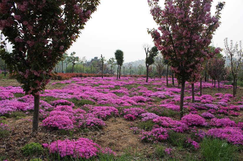 赏花 游园 娱乐健身 洛阳这个 宝藏 公园你去过吗 腾讯新闻