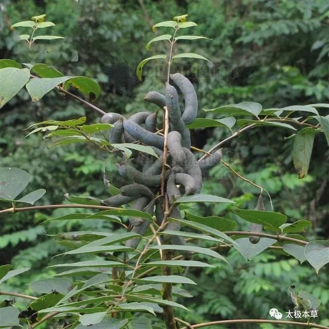 野猫瓜植物图片