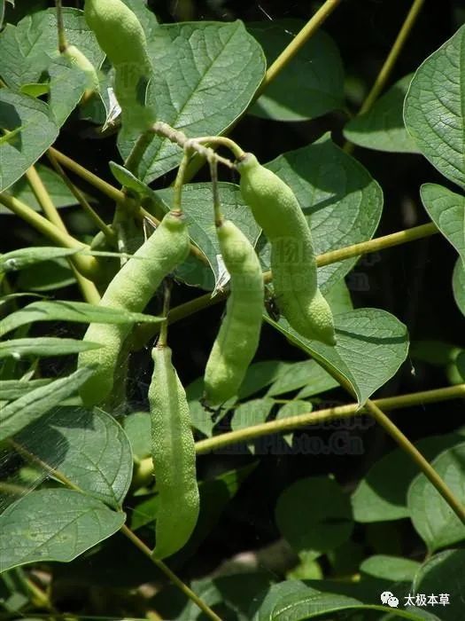 别名猫瓜,鸡肠子,猫屎瓜,猫屎枫,水冬瓜,都哥杆,羊角立,羊角子,齿果