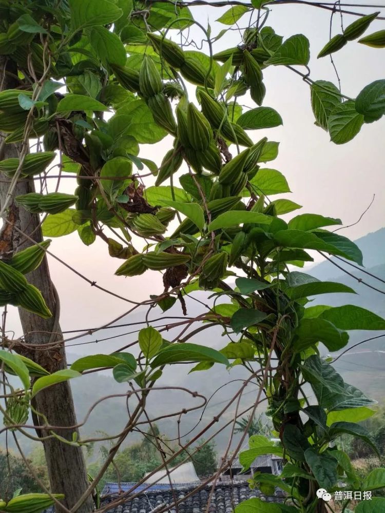 宁洱小苦瓜翅果藤