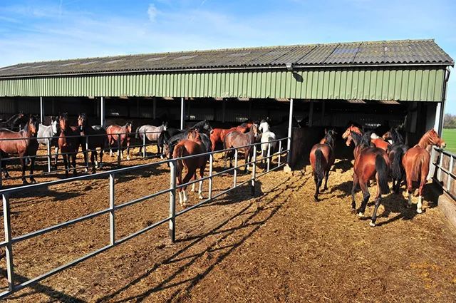 草质量很好,且有合格的马粮正常饲喂,其营养基本可以满足马匹发育所需