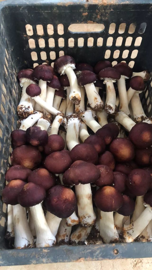 华容红松菌等你尝鲜,观看今晚《都市晚间》,截屏有奖送!