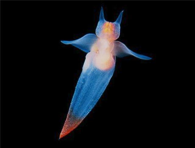 海天使,名称如此圣洁的深海浮游动物,实际却是身长3厘米的魔鬼