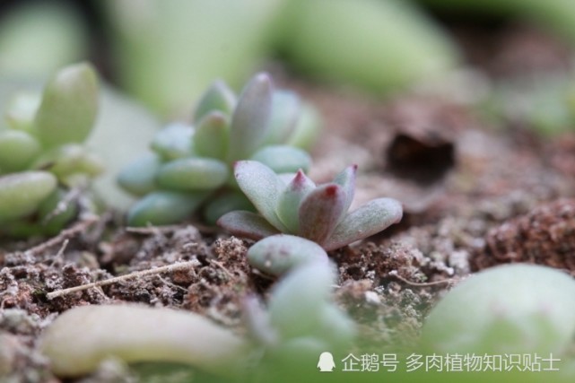 瞧瞧玻璃鱼缸温室里的叶插苗 大神的多肉植物秀场 鱼缸 多肉