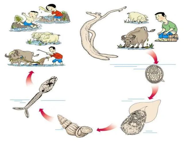 城西人 小心可疑钉螺,切忌给血吸虫可乘之机!