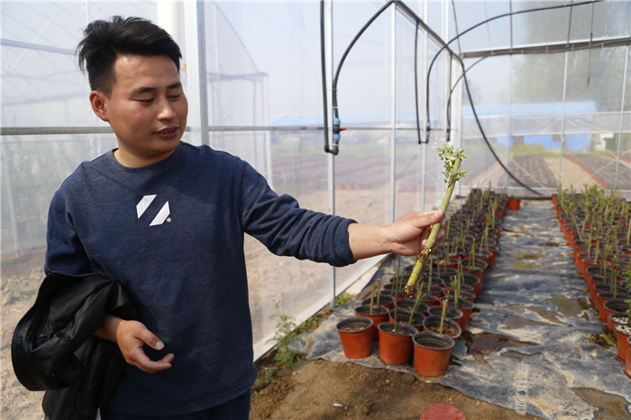 农技专家朱彪在介绍月季培育的情况