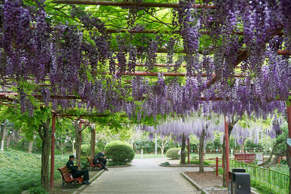 去年一天四万游客,今年才两千,上海紫藤怎么了?