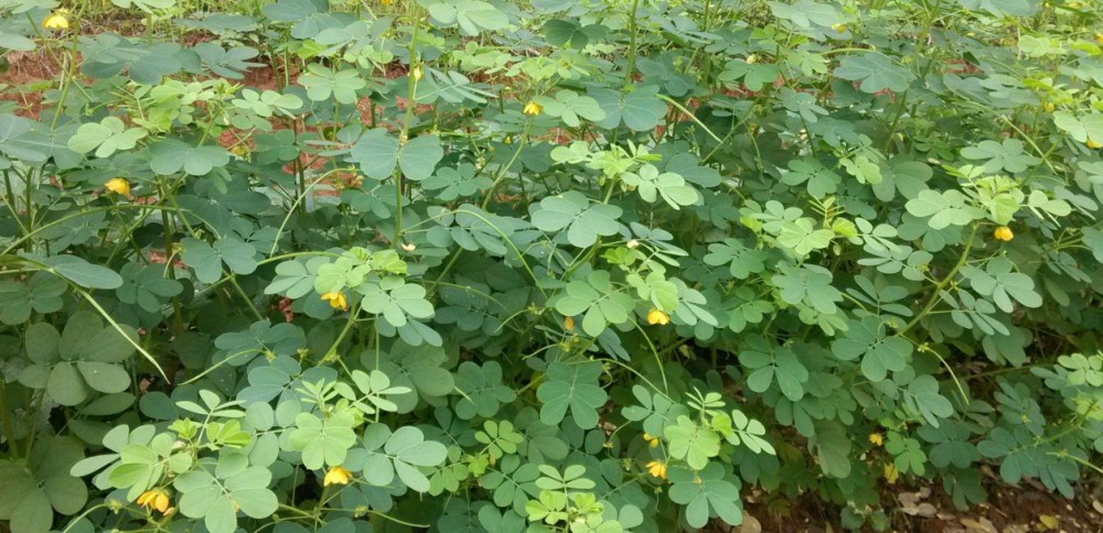 決明子種植技巧,掌握種植要點,收穫高產決明子_騰訊新聞