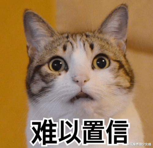 社区大盗猫 战利品堆积如山 甚至偷了狗狗藏起来的玩具 腾讯新闻