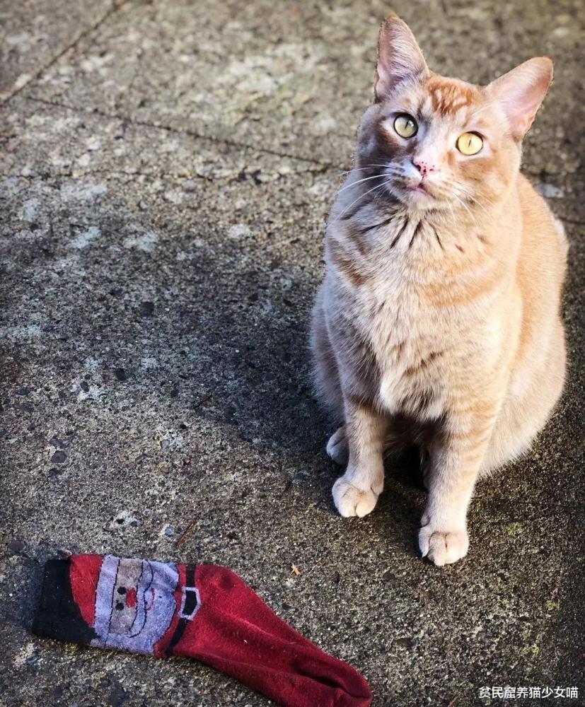 社区大盗猫 战利品堆积如山 甚至偷了狗狗藏起来的玩具 腾讯新闻