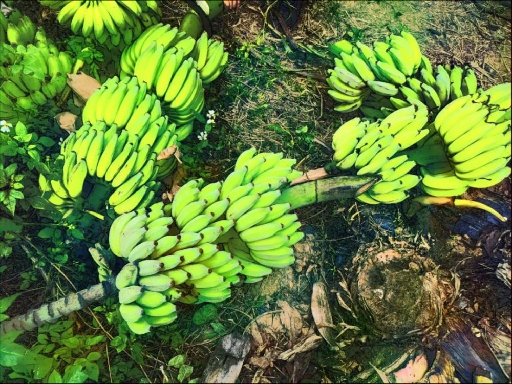 自行车旅行过的芭蕉林诗歌