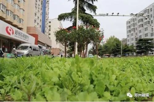 郑州这里的 野菜 不能食用陇海路突塌一米深坑 腾讯新闻