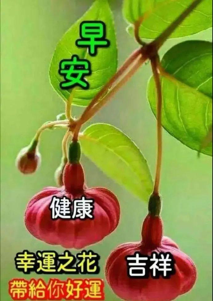 5月20日情人节最新漂亮早上好问候动态图带字 520情人节最美早安问候