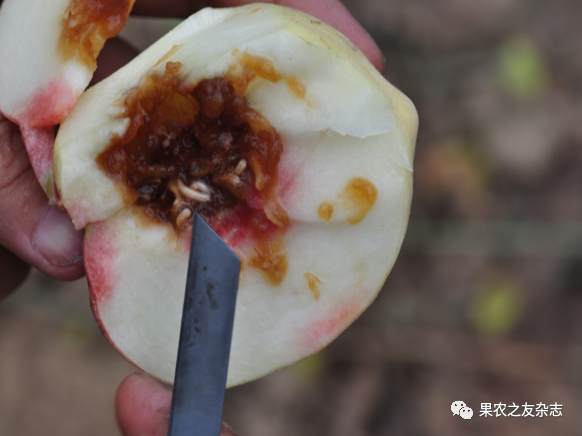 梨小食心虫具有转移寄主危害的特性,尽量避免桃,李,杏与梨,苹果混栽