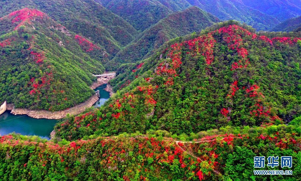 春游江淮请您来|最美人间四月天,杜鹃花开映山红,六安邀您来赏花!
