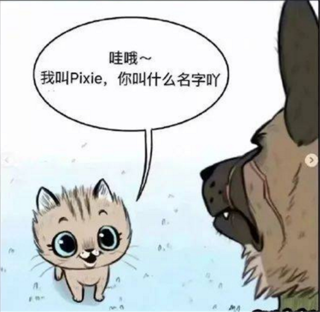 爆笑漫画 退役军犬和小家猫成为好朋友 隔壁的浣熊再也不敢欺负小家猫了 腾讯网