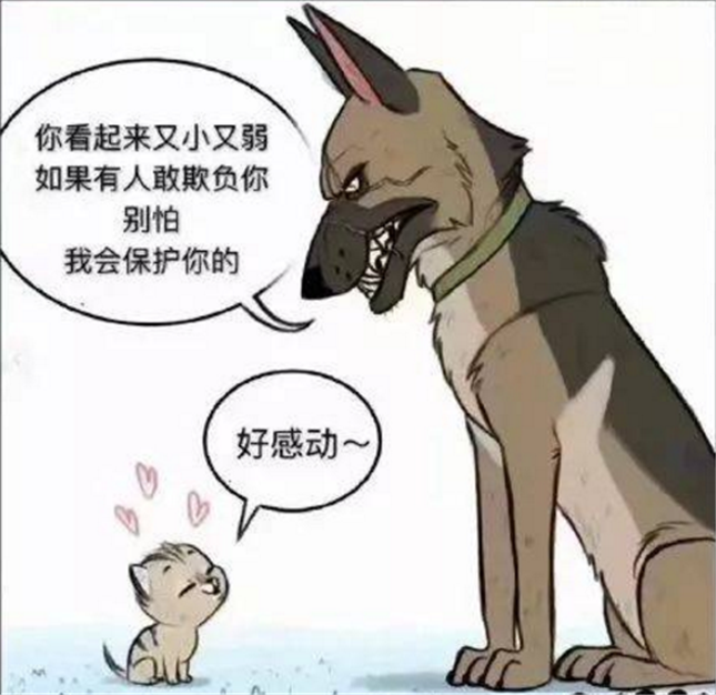 爆笑漫画 退役军犬和小家猫成为好朋友 隔壁的浣熊再也不敢欺负小家猫了 腾讯新闻