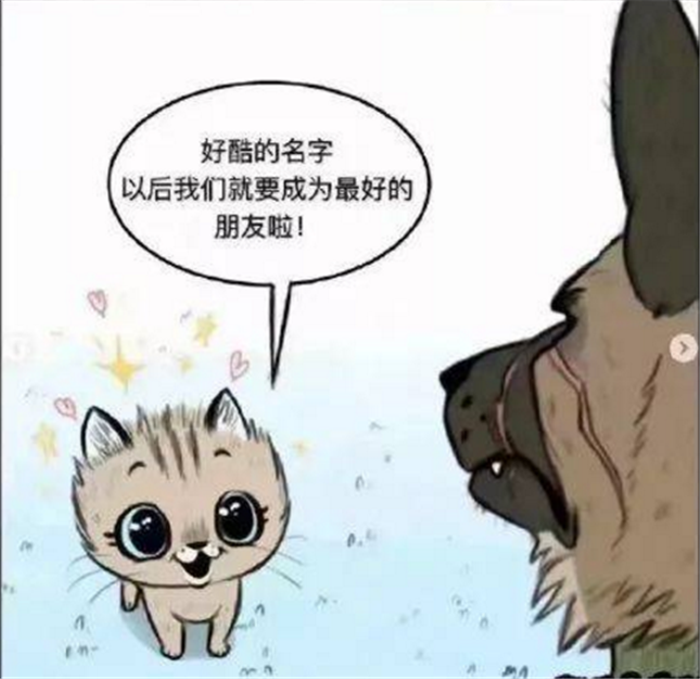 爆笑漫画 退役军犬和小家猫成为好朋友 隔壁的浣熊再也不敢欺负小家猫了 腾讯新闻