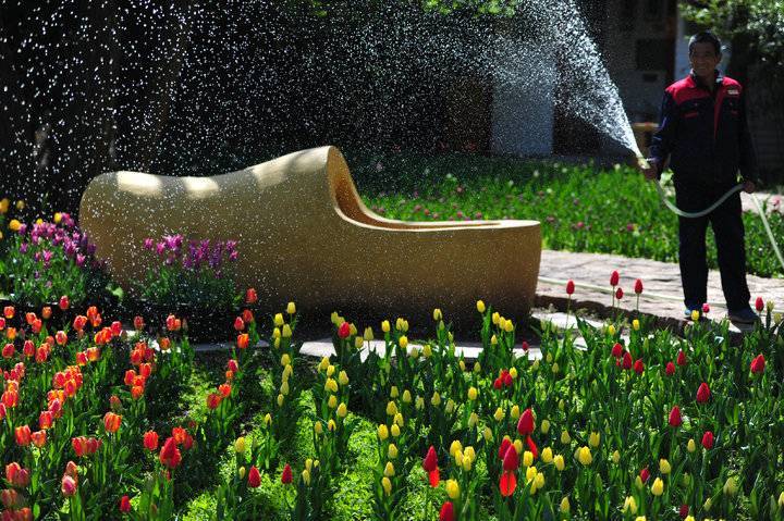 济南最美郁金香花海里下起太阳雨 红叶谷园丁给出答案 腾讯新闻